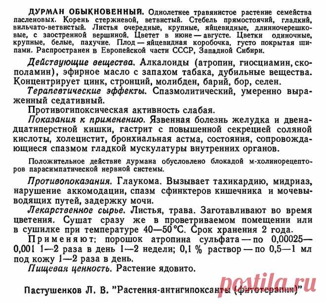 Дурман обыкновенный