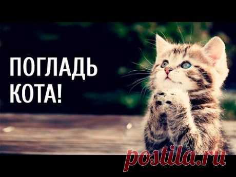 Погладь кота!