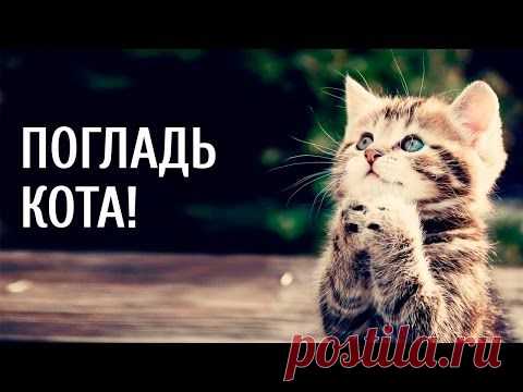 Погладь кота!