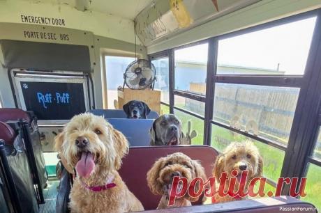 В Канаде открыли дневные школы для собак