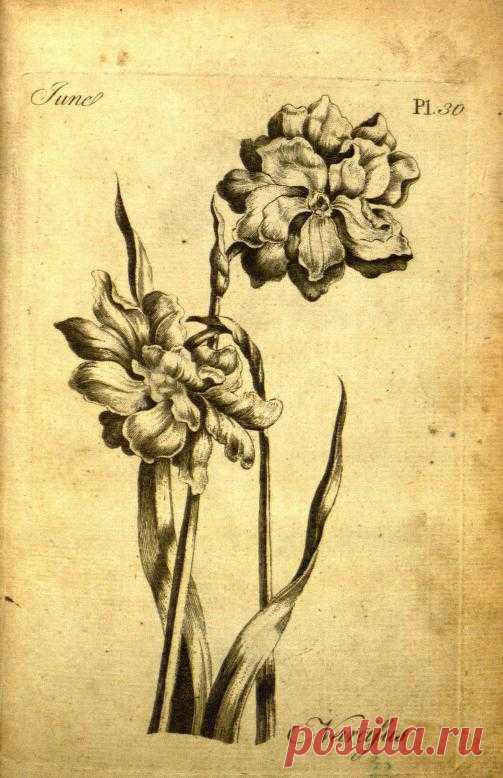 The florist :containing sixty plates of the most beautiful flowers regularly disposed in their succession of blowing. To which is added an accurate description of their colours with instructions for drawing and painting according to nature : being a new work intended for the use & amusement of gentlemen and ladies delighting in that art. : Sayer, Robert. : Free Download, Borrow, and Streaming : Internet Archive