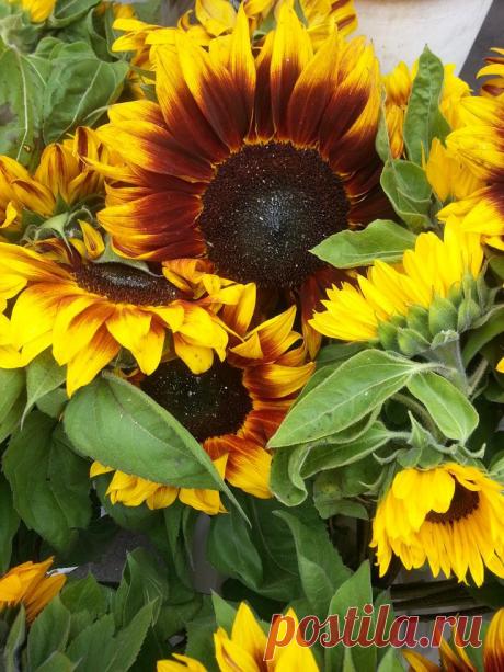 Найдено на сайте rcmirani.blogspot.com.