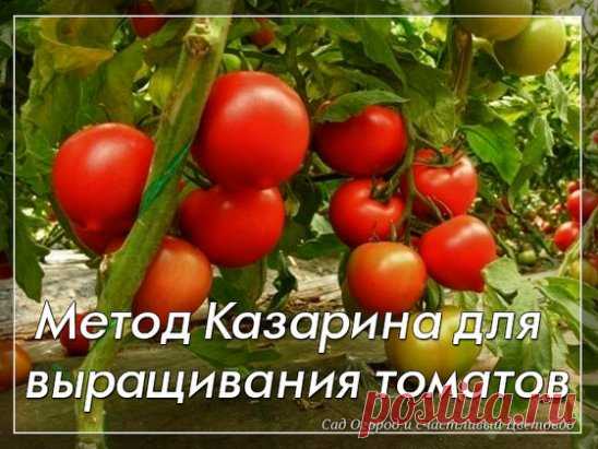 Метод Казарина для выращивания томатов
При периодических поливах (хотя бы и редко — один раз в одну–две недели, как обычно это делают большинство огородников) стимула для роста у корней томата, вплоть до начала плодоношения, нет: влаги и питательных веществ для развития стебля и листовой поверхности в отсутствие плодов вполне хватает.
Корни начинают расти лишь с момента массового завязывания плодов, то есть со значительным опозданием. В результате плодоношение оттягивается, а урожай снижае