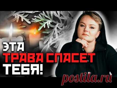 Какие магические свойства несет полынь? Полынь – трава ведьм!