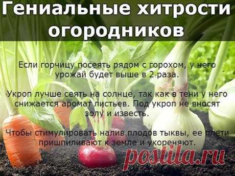 Пока у моркови не появились всходы, ее поливают регулярно. Когда появятся всходы, их 12-15 дней лучше не поливать, за исключением засушливых дней. Это дает возможность корням уйти как можно глубже в почву.
Показать полностью…