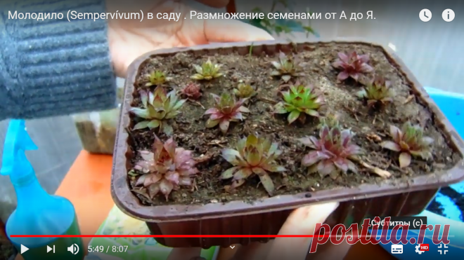 Молодило из семян -все очень просто !!! Часть вторая . | Цветочная Палитра | Дзен