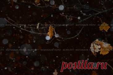 A frozen icy tree branch with dry leaves, moody and serene feeling Стоковое фото, фотограф Ilaronsia / Фотобанк Лори