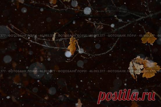 A frozen icy tree branch with dry leaves, moody and serene feeling Стоковое фото, фотограф Ilaronsia / Фотобанк Лори