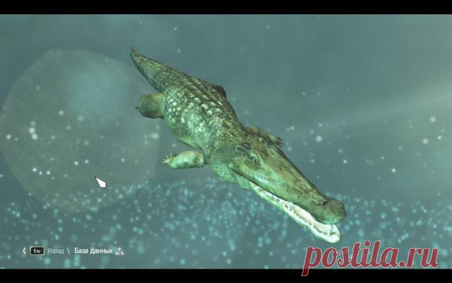 крокодил