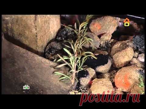 Сталик Ханкишиев: Стейк — Ханкишиев Сталик — видео