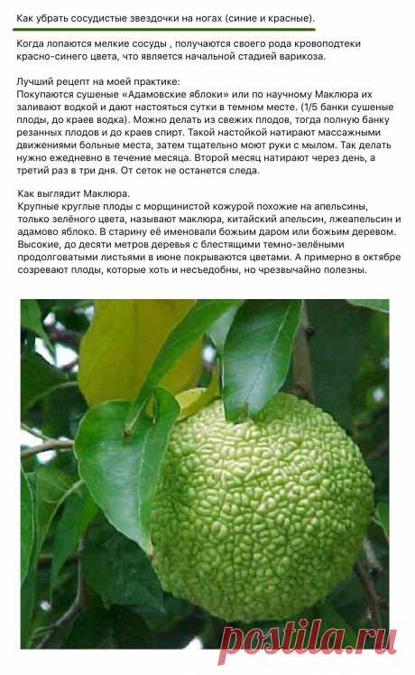 Настойка маклюры от сосудистых звездочек на ногах