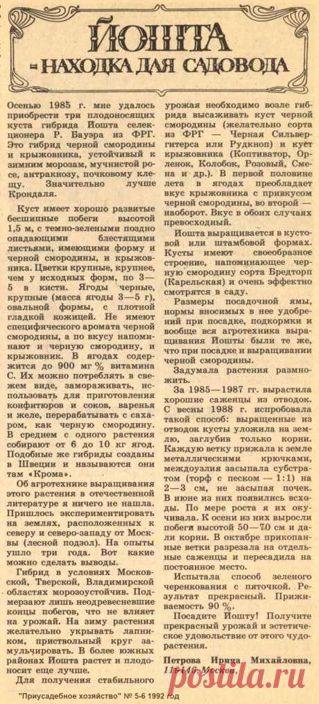 Йошта - находка для садовода