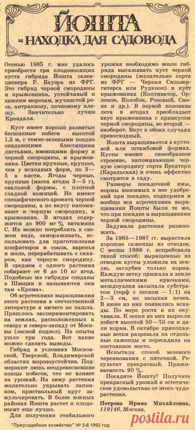 Йошта - находка для садовода