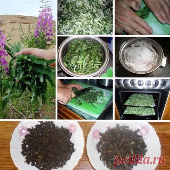 Заготовка и приготовление иван-чая