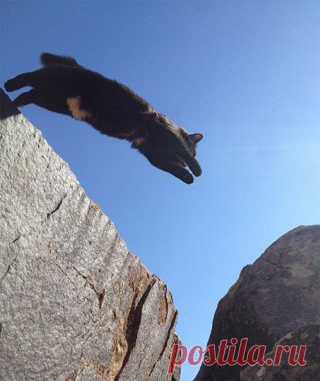 Милли - кошка-скалолаз из штата Юта, США