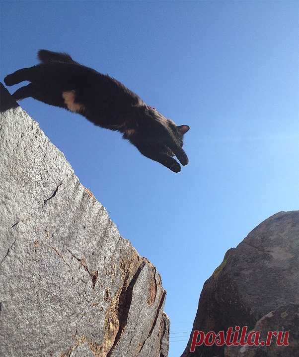 Милли - кошка-скалолаз из штата Юта, США