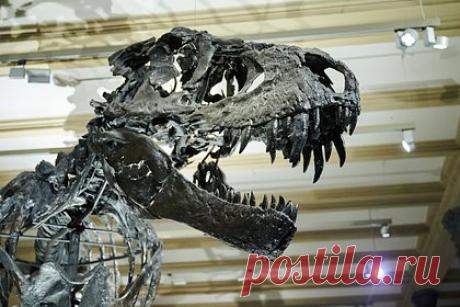 Существующие представления о строении тираннозавров подвергли сомнению. Команда международных ученых, возглавляемая сотрудниками Обернского университета, подвергла сомнению существующие представления о строении челюсти тираннозавров. Ранее считалось, что они обладали открытыми зубами, подобно крокодилам. Теперь исследование показало, что на деле зубы древних хищников были прикрыты губами.