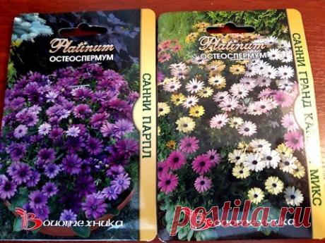 ПОСЕВ СЕМЯН ОСТЕОСПЕРМУМА