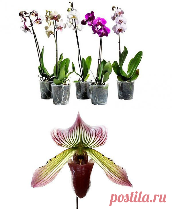 Как ухаживать за орхидеями в зимнее время года.