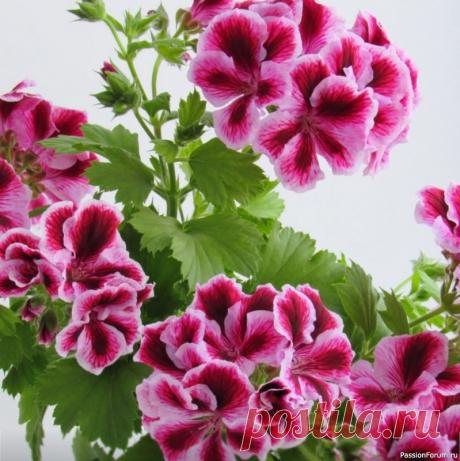 Проверенный способ размножения герани Чтобы успешно укоренить пеларгонию и другие растения, можно использовать простой и эффективный раствор, который уже за неделю помогает образовать каллюс и первые корешки.1️⃣Подготовка черенков: Выберите черенки, срезанные у самого стебля. Удалите лишние листья, оставив только...