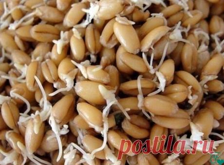 Одна из врачей - Гизела Шмидт из Швейцарии, доведя свое исследование до конца, в том числе и на себе, написала следующие строки:
"Я сама начала принимать проросшее зерно пшеницы на завтрак, когда мне было 54 года. Через несколько месяцев мои седые волосы приобрели первоначальную окраску, стали эластичными и густыми. Зрение восстановилось полностью, как и мои телесные  силы. Это состояние позволяет мне трудиться в полную силу и по настоящий день, когда мне исполнилось 75 ле...