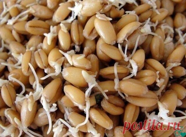 Одна из врачей - Гизела Шмидт из Швейцарии, доведя свое исследование до конца, в том числе и на себе, написала следующие строки:
