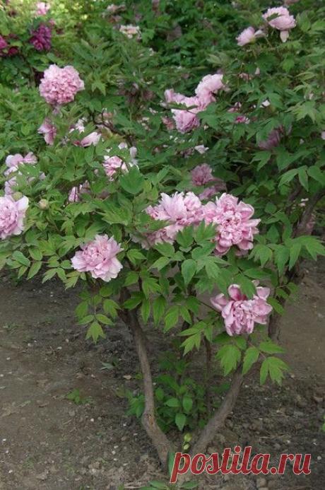 Покупаем саженец пиона древовидного (корнесобственного и привитого) и доращиваем до посадки на постоянном месте | Подмосковье