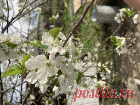 Чтобы вишня подарила большой урожай, забросайте ее песком. И яблони, груши, сливы тоже  Чтобы вишни и сливы, и яблоки, груши и прочие плодовые деревья и кустарники радовали вас урожаем, не ленитесь и не жалейте сил на их "обслуживание".

Помните о том, что эти растения любят, чтобы их регулярно и правильно поливали. При этом они обожают, когда им подсыпают песок.

Ну а чтобы урожай был богатым,