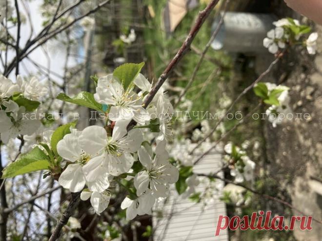 Чтобы вишня подарила большой урожай, забросайте ее песком. И яблони, груши, сливы тоже  Чтобы вишни и сливы, и яблоки, груши и прочие плодовые деревья и кустарники радовали вас урожаем, не ленитесь и не жалейте сил на их 