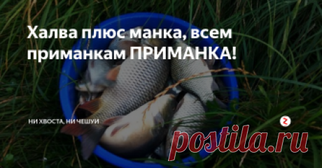 Халва плюс манка, всем приманкам ПРИМАНКА! Простая но суперуловистая приманка на карася, леща и карпа ...