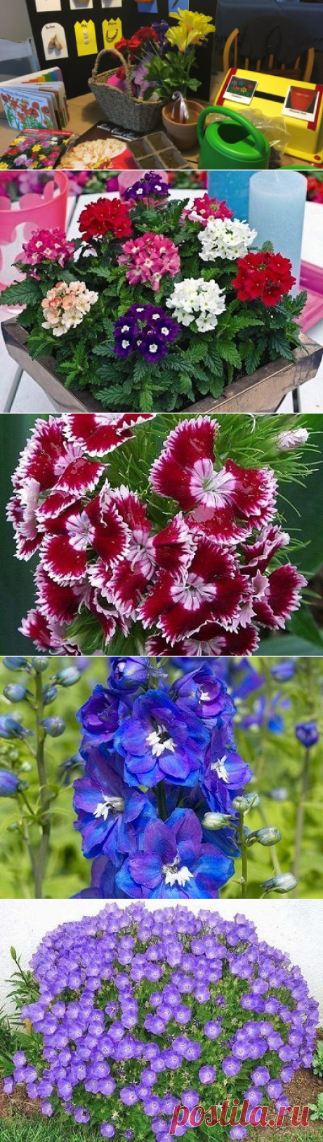 Какие цветы надо сеять на рассаду уже в январе | Летники (Огород.ru)