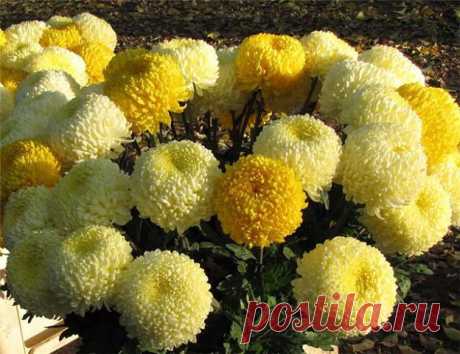 Плейкаст «Девять хризантем»