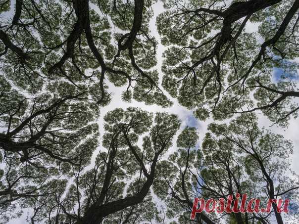 Ивовая роща. Автор снимка – Закир Умаров: nat-geo.ru/photo/user/44827/