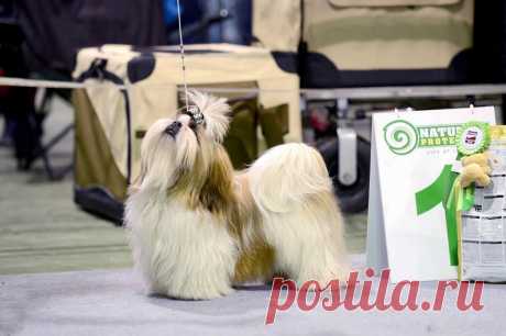 23.11.2014, Moscow, Russia 
Specialty Shih Tzu show 
Judge- Michael Papadatos (Greece)
Chesvet Line Orion gold wind - very promising, best puppy!!!
(Hashanah Cool Shot х Chesvet Line Zippy Funny Girl)
Owner Marina Avhimkova 
Breeder Svetlana Mikhaylova