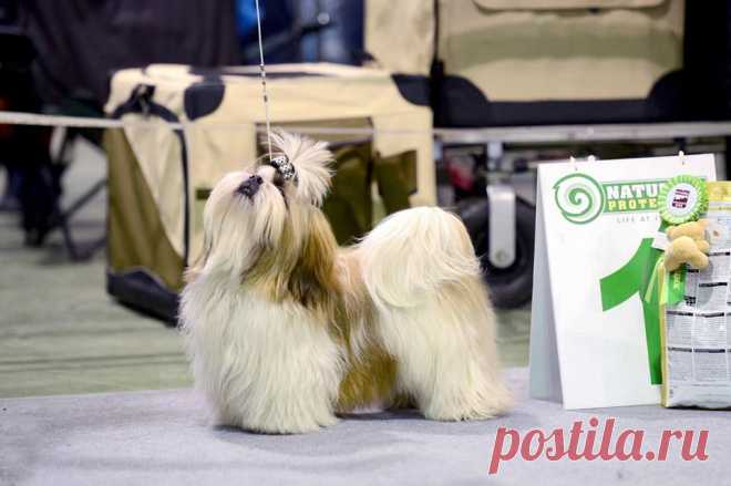 23.11.2014, Moscow, Russia 
Specialty Shih Tzu show 
Judge- Michael Papadatos (Greece)
Chesvet Line Orion gold wind - very promising, best puppy!!!
(Hashanah Cool Shot х Chesvet Line Zippy Funny Girl)
Owner Marina Avhimkova 
Breeder Svetlana Mikhaylova