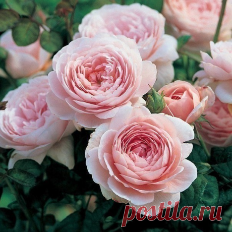 Йод и молоко против тли на розах