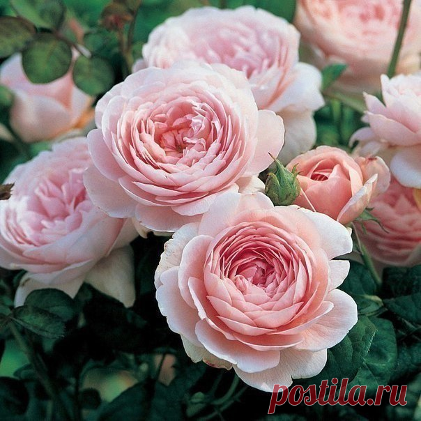 Йод и молоко против тли на розах