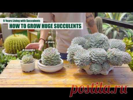 HOW TO GROW HUGE SUCCULENTS - From Beginner to Master | 9 Years Living with Succulents