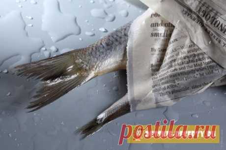 Какую рыбу можно давать ребенку | ДЕТСКИЕ РЕЦЕПТЫ, БЛЮДА