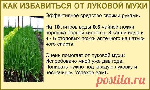 Идеи для дачи