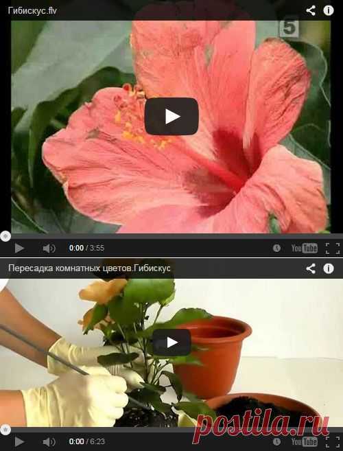 Hibiscus. Гибискус фото, уход, размножение. Комнатный гибискус: Гибискус китайский и сирийский - Флорист-Х