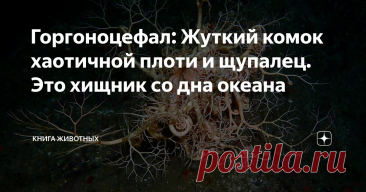 Горгоноцефал: Жуткий комок хаотичной плоти и щупалец. Это хищник со дна океана Статья автора «Книга животных» в Дзене ✍: Я даже не знаю, как описать животину, попавшую мне на разбор сегодня. Сноп червей? Перекати-поле от мира животных? Хищный куст?