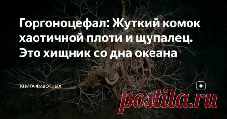 Горгоноцефал: Жуткий комок хаотичной плоти и щупалец. Это хищник со дна океана Статья автора «Книга животных» в Дзене ✍: Я даже не знаю, как описать животину, попавшую мне на разбор сегодня. Сноп червей? Перекати-поле от мира животных? Хищный куст?