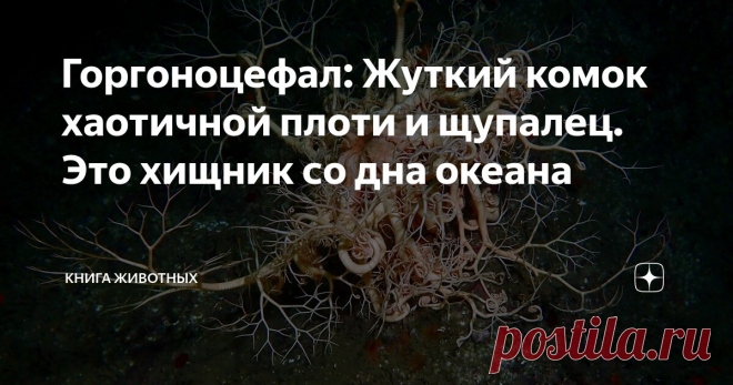 Горгоноцефал: Жуткий комок хаотичной плоти и щупалец. Это хищник со дна океана Статья автора «Книга животных» в Дзене ✍: Я даже не знаю, как описать животину, попавшую мне на разбор сегодня. Сноп червей? Перекати-поле от мира животных? Хищный куст?