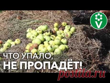 КУДА ДЕВАТЬ ОПАВШИЕ ЯБЛОКИ? Принесут только пользу, если всё сделать по уму!