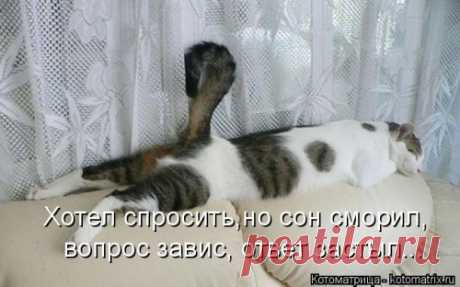 Новая смешная котоматрица