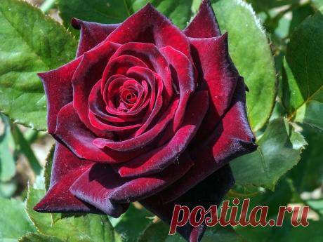 Flowers – Roses - Розы. – Сообщество – Google+