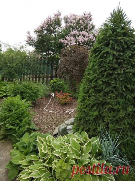 Как сформировать красивую ель из обычной ёлки из леса. Форма, объём и плотность | На природе, во саду и в огороде | Яндекс Дзен