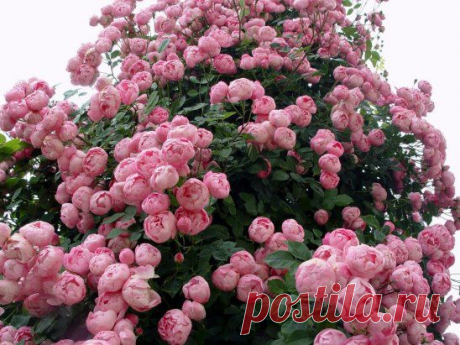 (35) Одноклассники