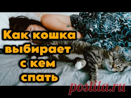 Как кошка выбирает, с кем спать